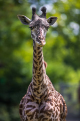 Giraffe stare