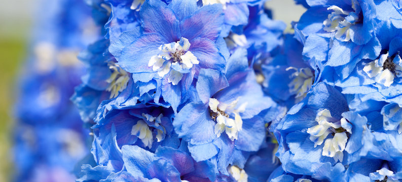 Fototapeta blue flowers of a delphinium close up macro