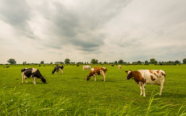 Naklejka na ściany i meble Overview of black and red spotted cows grazing in a Dutch meadow