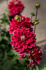 Rote Dahlien, Detailaufnahme