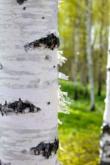 Closeup of a birch trunk