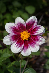Garten Dahlie Starlias, Dahlia hortensis einzelne Blüte