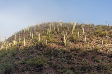 Obraz premium Saguaro National Park Landscape