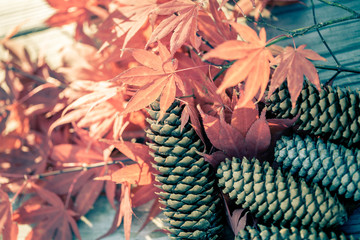 Brown pine cones and colorful autumnal leaves, vintage style selective focus 