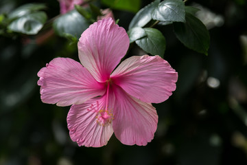 Rosa Hibiskus, Malvengewächs einzelne Blüte