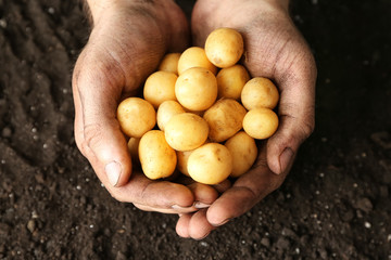 Man holding fresh young potatoes in hands