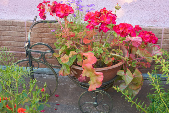 Decorative bicycle with geranium