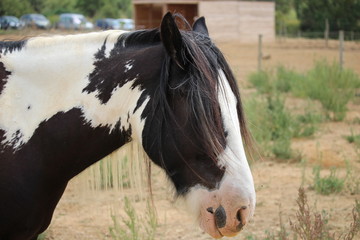 beau cheval noir et blanc : centre équestre