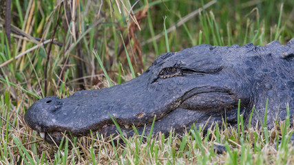 Alligator, Everglades National Park, Florida