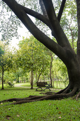 Bench near tree in public park with city scape background