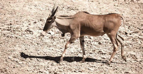 Antelope in the park