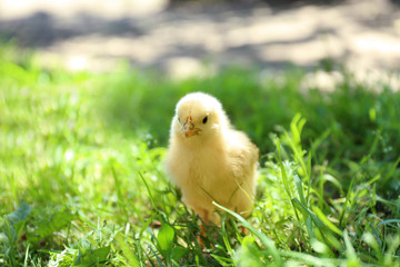 Cute little chick on green grass