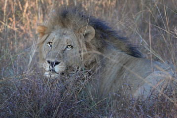 Lion