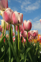 White pink tulips