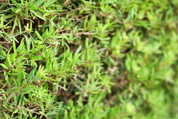 Fototapeta na wymiar Tropical bush with green leaves as background