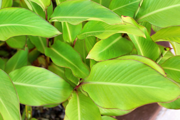 Tropical bush with green leaves as background