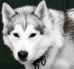 Alaskan Malamute