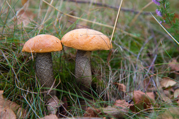 Forest mushroom growimg in grass under birches