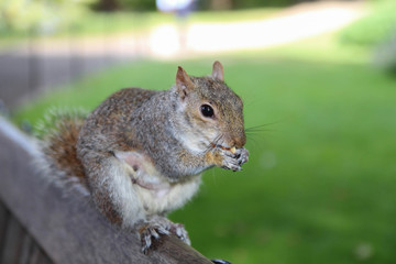 Eastern Gray Squirrel. Beautiful park in London. Summer.