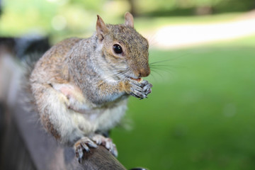 Eastern Gray Squirrel. Beautiful park in London. Summer.