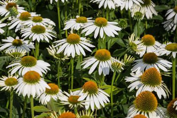 Echinacea Alba, Sonnenhut
