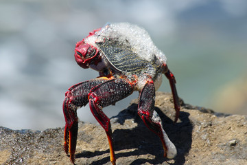 TIERE_2519_rote_Klippenkrabbe