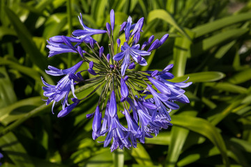 Lila Schmucklilie, Agapanthus