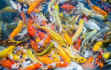 Colored Crap fish top view pond in the park, Fancy crap fish surface on the water