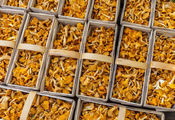 Pfifferlinge im Korb Körbe Händler Verkauf Strassenhandel Angebot Sonderangebot frisch gesammelt Körbchen Supermarkt, Pilzhandel, Pilzgeschäft, Pilzimport, Pilzexport, Pilzzucht, Pilze züchten, anbau