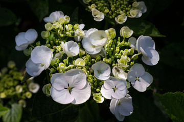 Weisse Tellerhortensie, Hydrangea macrophylla