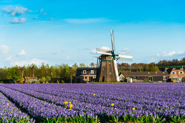 old windmill in Holland