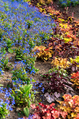 Garden flowers