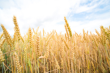 Fototapeta premium A field of ripe wheat road and a blue sky with clouds. Panoramic view