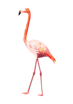 pink flamingo illustration, isolated bird vector on white background