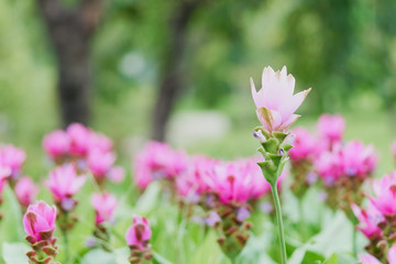White Siam tulip flowers(Curcuma  aeruqinosa Roxb.) pebble flowers in the field of flowers, which will bloom in the rainy season.