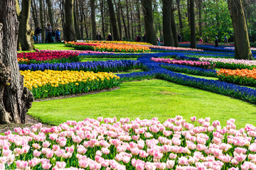 Beautiful flowers in the park
