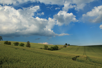 Fototapeta premium Moravian Tuscany landscape