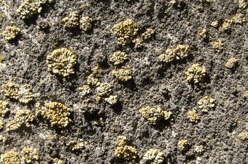 on a black stone green lichen