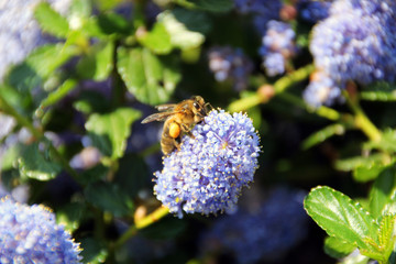 Bee foraging a purple flower