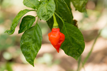Habanero chili pepper growing in the garden