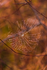 Spiderwebs with dew