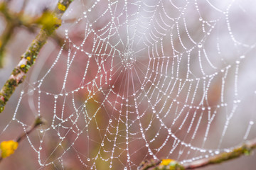 Spiderwebs with dew