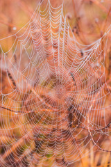 Spiderwebs with dew