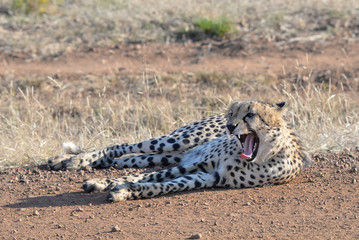 Gepard © Robert Styppa