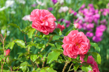 flowers of a pink roses have flowering in a garden on flower bed.