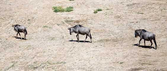 Wildebeest in the park