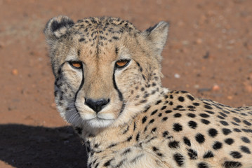 Gepard © Robert Styppa