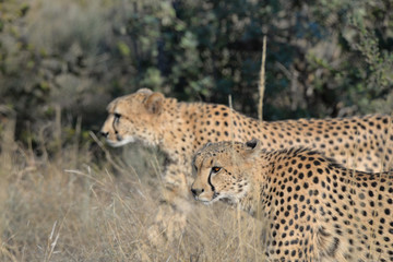 Gepard © Robert Styppa