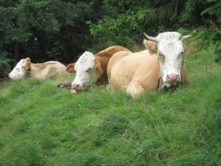 山あいの高原で休む牛 放牧 