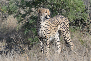 Gepard © Robert Styppa